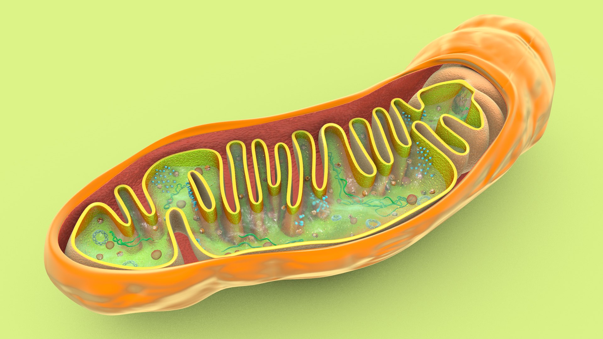 mitochondria dna ribosomes model https://p.turbosquid.com/ts-thumb/ee/E7yIKl/FL/mitohondria_image_0023/jpg/1674885046/1920x1080/fit_q87/cf41bd5ea9d82f38fb54a79b22d3c29ca6ae45aa/mitohondria_image_0023.jpg