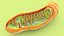 Mitochondria