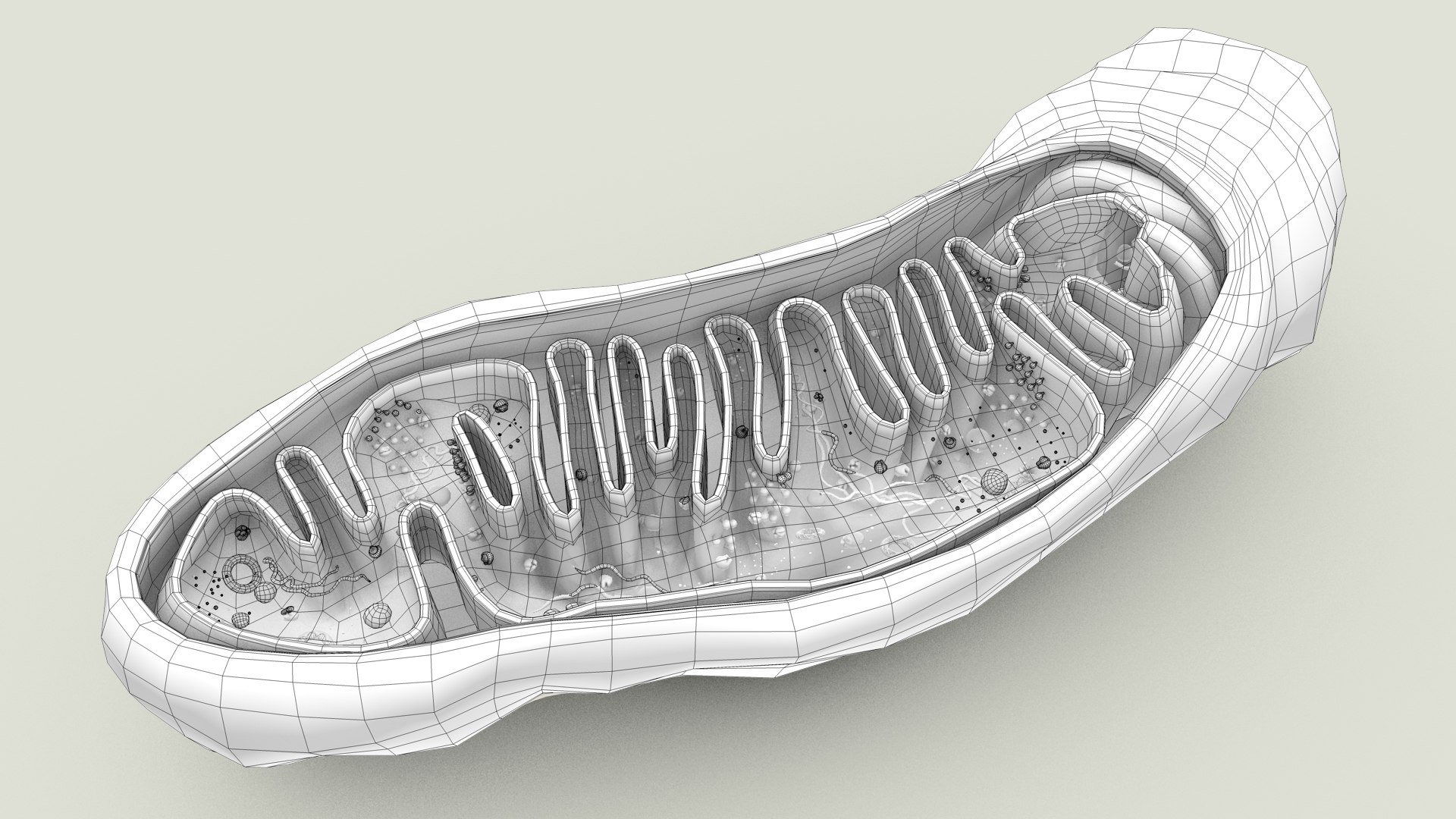 mitochondria dna ribosomes model https://p.turbosquid.com/ts-thumb/ee/E7yIKl/GK/mitohondria_outline_0023/jpg/1674892249/1920x1080/fit_q87/0b73c3997d04933b8d338b7f9f6c2b06ddb1ebf1/mitohondria_outline_0023.jpg
