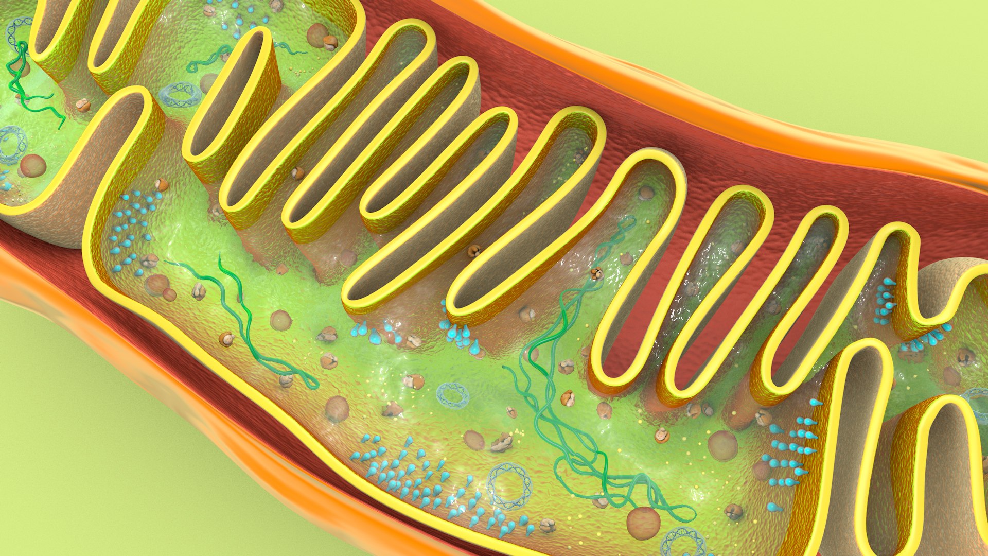mitochondria dna ribosomes model https://p.turbosquid.com/ts-thumb/ee/E7yIKl/Gn/mitohondria_image_0029/jpg/1674885055/1920x1080/fit_q87/e111c439adc3788bd2188f77e3c0bda80f82c7a0/mitohondria_image_0029.jpg