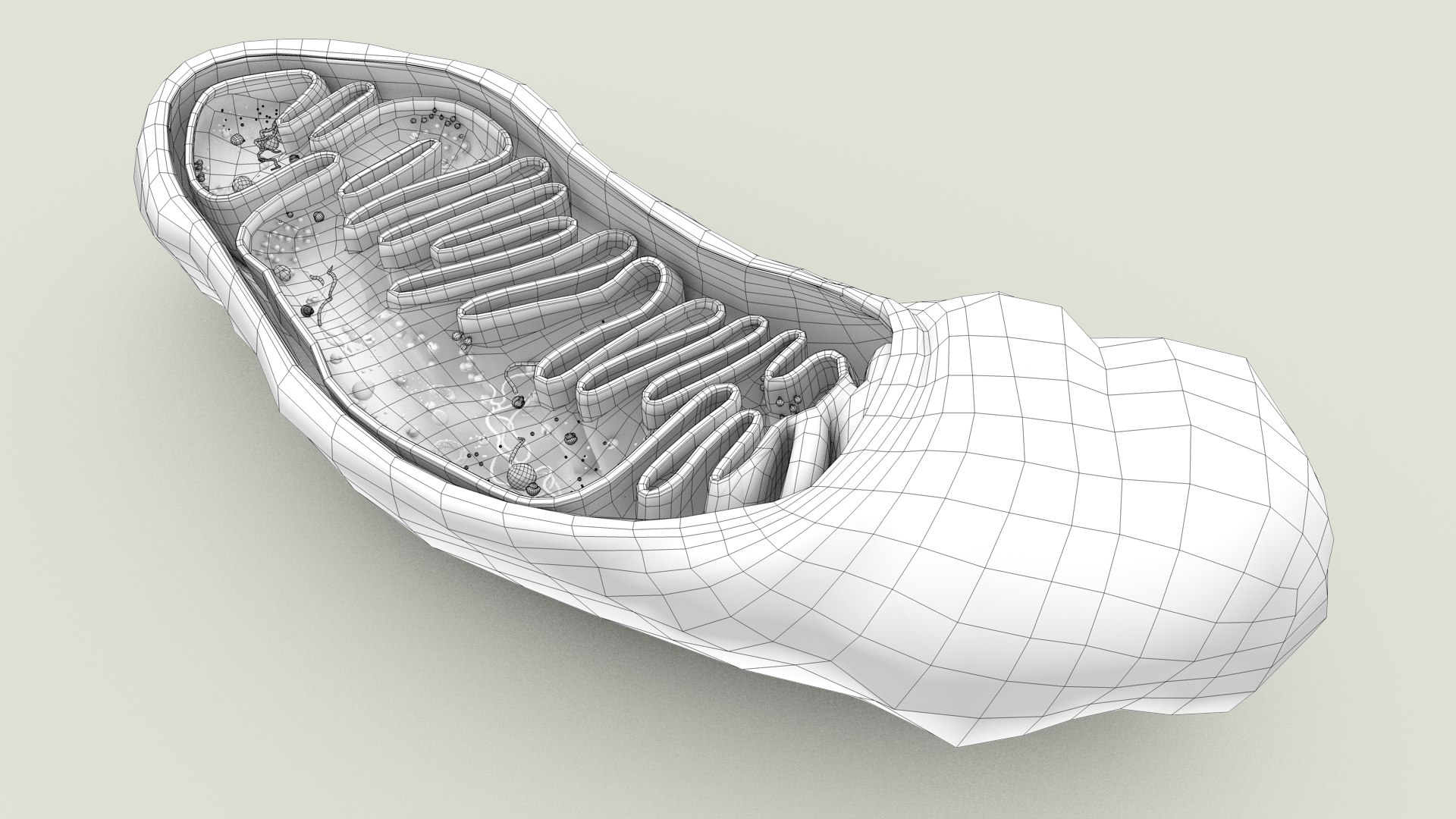 mitochondria dna ribosomes model https://p.turbosquid.com/ts-thumb/ee/E7yIKl/Gs/mitohondria_outline_0022/jpg/1674892246/1920x1080/fit_q87/93190fe466c6c0008faa7e36c5d1b4c6287acb6a/mitohondria_outline_0022.jpg