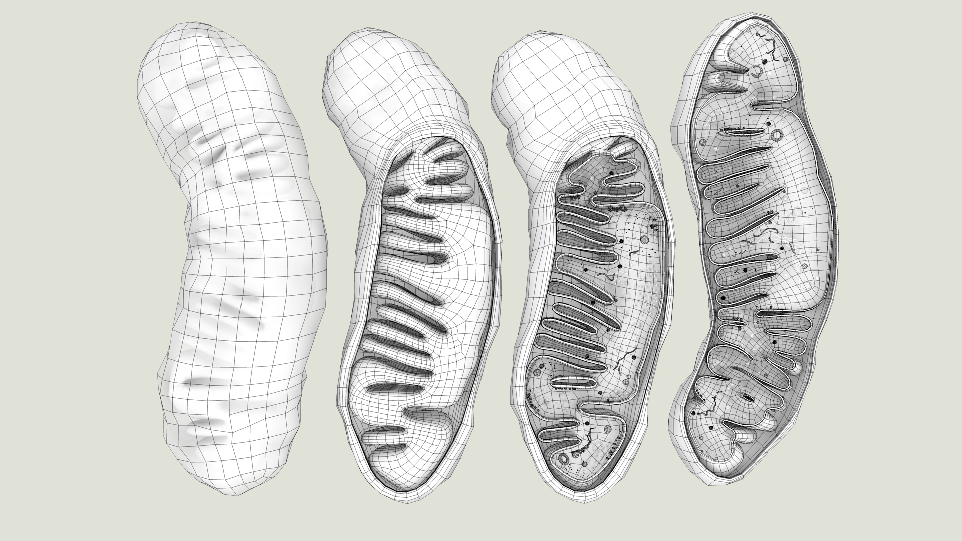 mitochondria dna ribosomes model https://p.turbosquid.com/ts-thumb/ee/E7yIKl/HP/mitohondria_saparate_out/jpg/1674865143/1920x1080/turn_fit_q99/0638ce5bc1d7b06b3db3f78bdc8326018f7d5ee7/mitohondria_saparate_out-1.jpg