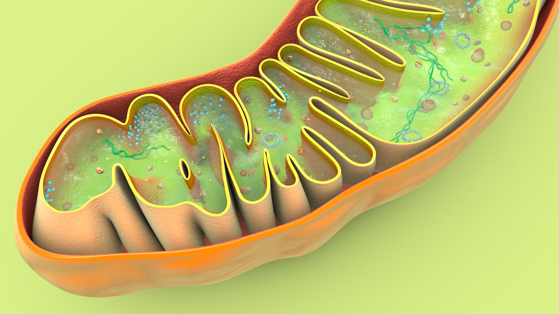 mitochondria dna ribosomes model https://p.turbosquid.com/ts-thumb/ee/E7yIKl/Hz/mitohondria_image_0038/jpg/1674885069/1920x1080/fit_q87/203b78916a8ed5e2b79250d7b23c8bd57d2695d0/mitohondria_image_0038.jpg