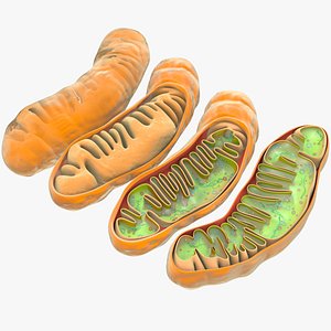mitochondria dna ribosomes model