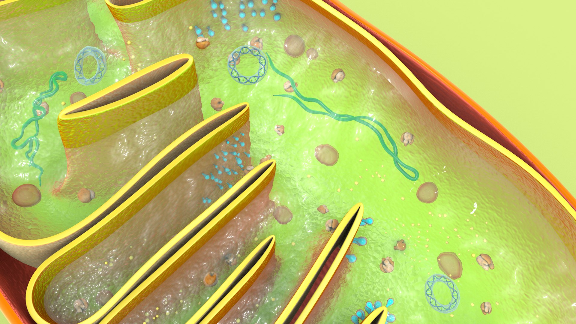 mitochondria dna ribosomes model https://p.turbosquid.com/ts-thumb/ee/E7yIKl/JP/mitohondria_image_0039/jpg/1674885070/1920x1080/fit_q87/b09dd8a440cb4ce351387fb80a5f9a3ac4e5c85e/mitohondria_image_0039.jpg