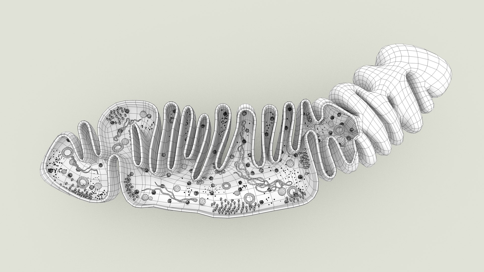 mitochondria dna ribosomes model https://p.turbosquid.com/ts-thumb/ee/E7yIKl/K8/mitohondria_inside_0019/jpg/1674957696/1920x1080/fit_q87/cc2b8dae38e2914d62ad738500075efd3435764b/mitohondria_inside_0019.jpg