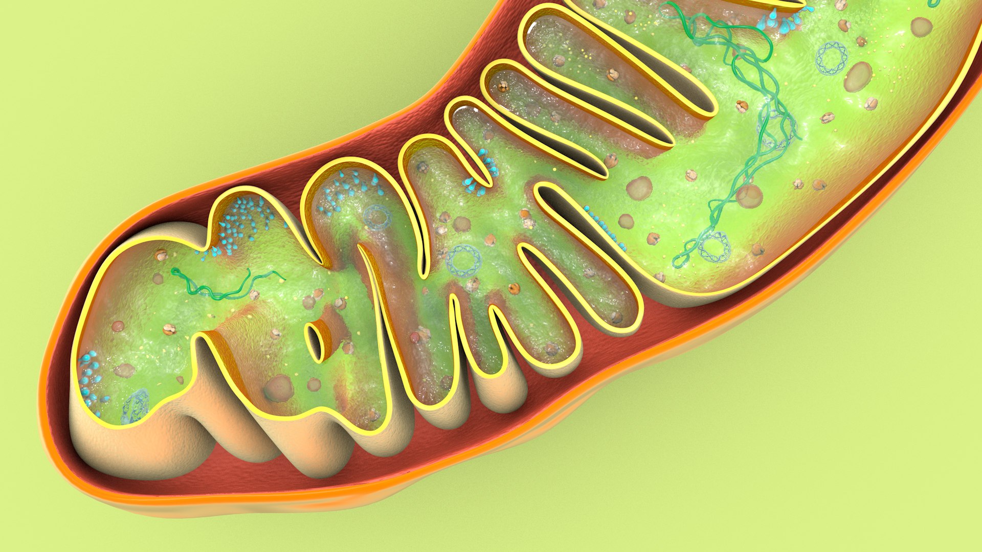 mitochondria dna ribosomes model https://p.turbosquid.com/ts-thumb/ee/E7yIKl/Km/mitohondria_image_0042/jpg/1674885077/1920x1080/fit_q87/ae5039297dae1bd5d20e386f0a5eb6692089a455/mitohondria_image_0042.jpg