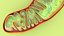 Mitochondria