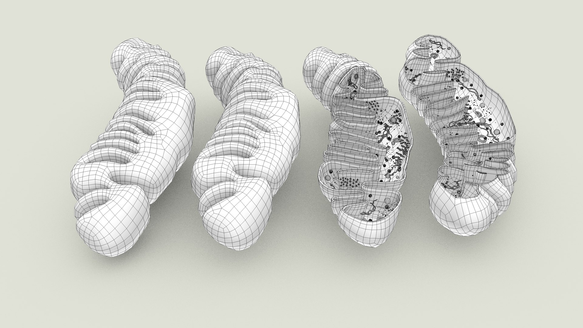 mitochondria dna ribosomes model https://p.turbosquid.com/ts-thumb/ee/E7yIKl/Kw/mitohondria_inside_0004/jpg/1674957554/1920x1080/fit_q87/38776f666efa4e6227ecc1fb5a4bf37ca13c8d1b/mitohondria_inside_0004.jpg