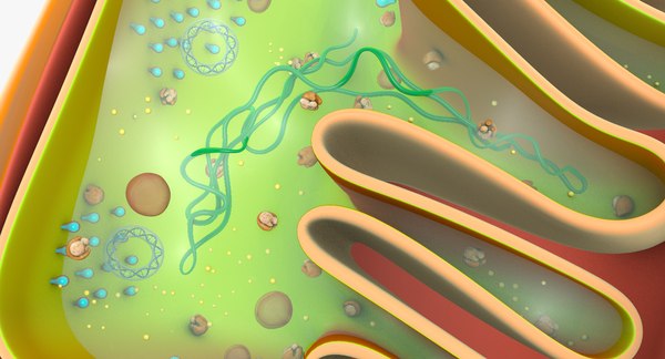 Mitochondria dna ribosomes model - TurboSquid 1194922