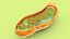 Mitochondria