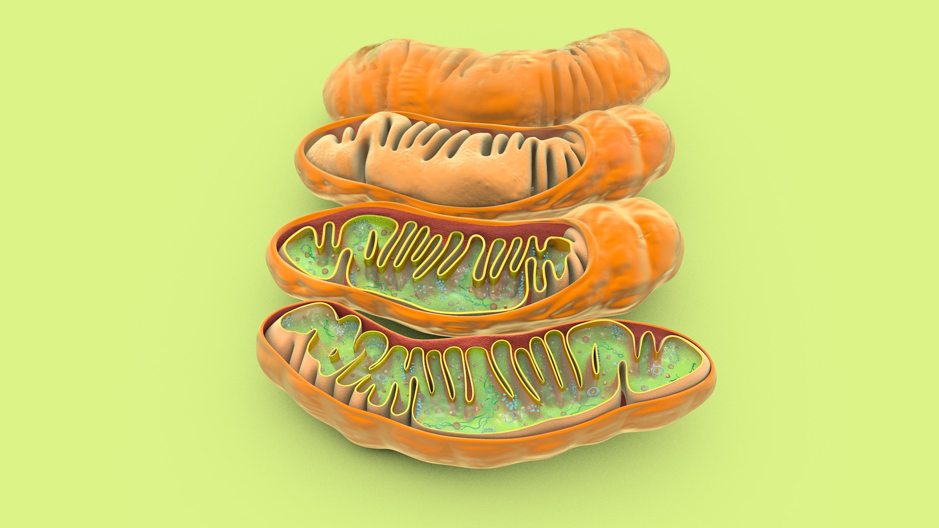 mitochondria dna ribosomes model https://p.turbosquid.com/ts-thumb/ee/E7yIKl/MD/mitohondria_image_0003/jpg/1674885019/1920x1080/fit_q87/4f1deb00e2cbb60d687352050e08152945a9c0ad/mitohondria_image_0003.jpg