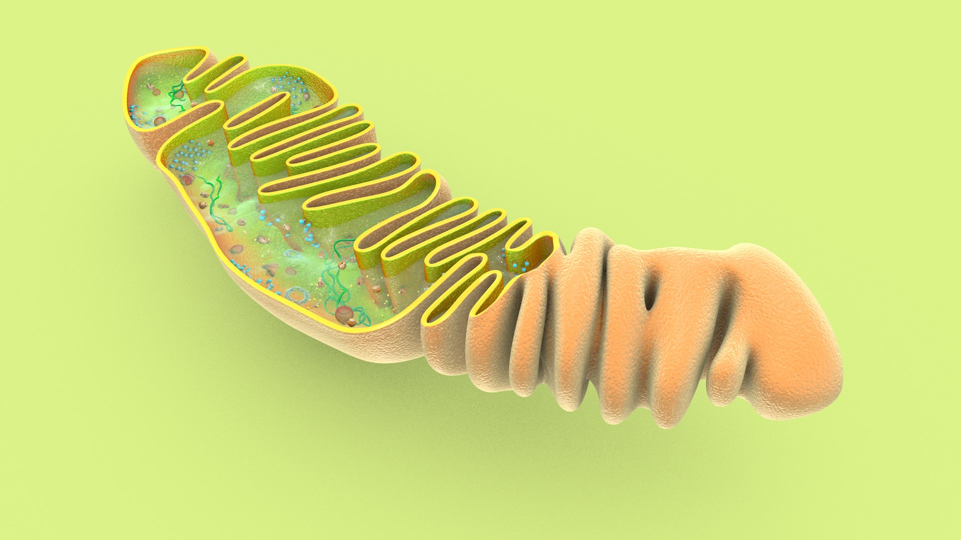 mitochondria dna ribosomes model https://p.turbosquid.com/ts-thumb/ee/E7yIKl/MS/mitohondria_only_inside_0022/jpg/1674885357/1920x1080/fit_q87/41815bb5c8c89bcee23e1abe89aaf3f2b6aa3b5c/mitohondria_only_inside_0022.jpg