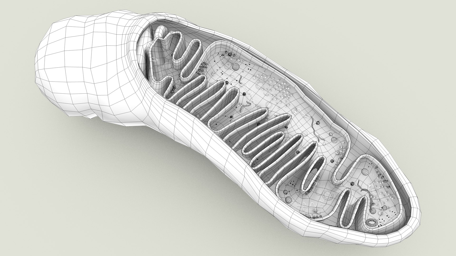 mitochondria dna ribosomes model https://p.turbosquid.com/ts-thumb/ee/E7yIKl/Np/mitohondria_outline_0020/jpg/1674892245/1920x1080/fit_q87/a1a4ca9f317dbeee4b1f88d7831768dd71c2dcc2/mitohondria_outline_0020.jpg