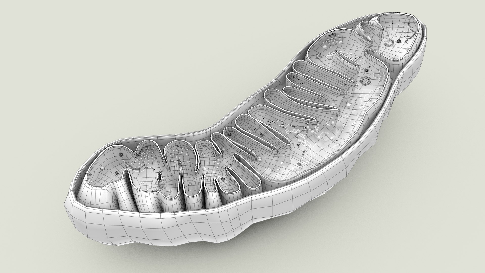 mitochondria dna ribosomes model https://p.turbosquid.com/ts-thumb/ee/E7yIKl/O0/mitohondria_outline_0033/jpg/1674892259/1920x1080/fit_q87/a675020947de6f976f853356cabdb86faca15d5e/mitohondria_outline_0033.jpg