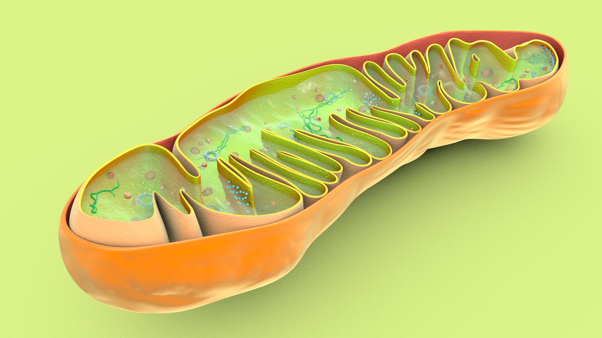 mitochondria dna ribosomes model https://p.turbosquid.com/ts-thumb/ee/E7yIKl/Od/mitohondria_image_0034/jpg/1674885060/1920x1080/fit_q87/498cfa505629b07792e48f8d2e2d5902263b75e3/mitohondria_image_0034.jpg