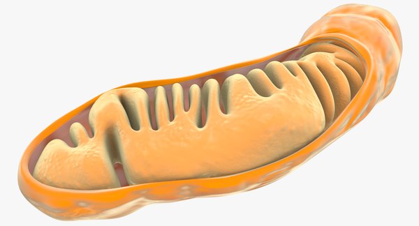 Mitochondria dna ribosomes model - TurboSquid 1194922