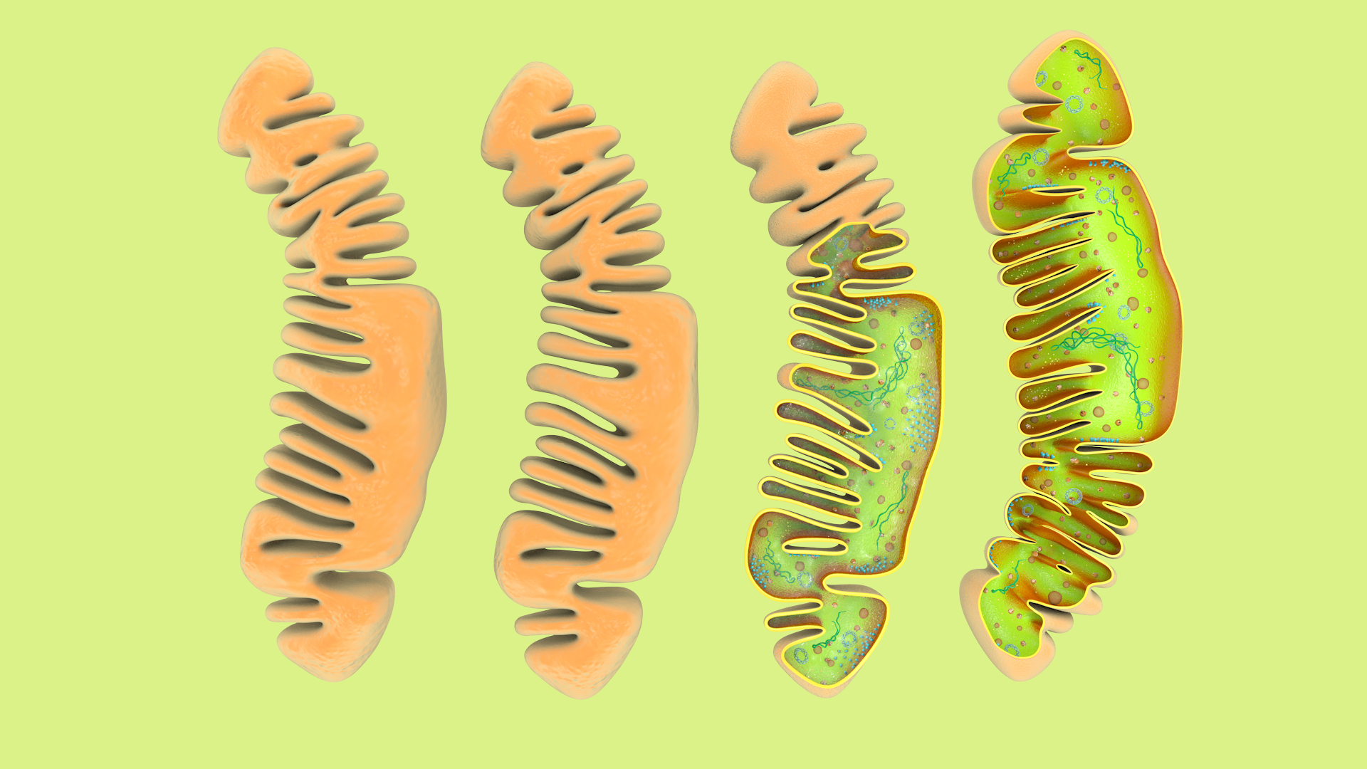 mitochondria dna ribosomes model https://p.turbosquid.com/ts-thumb/ee/E7yIKl/Qm/mitohondria_saparate_in/jpg/1674865320/1920x1080/turn_fit_q99/e14d059319156ac07652c12f21c81bae5d5ef511/mitohondria_saparate_in-1.jpg