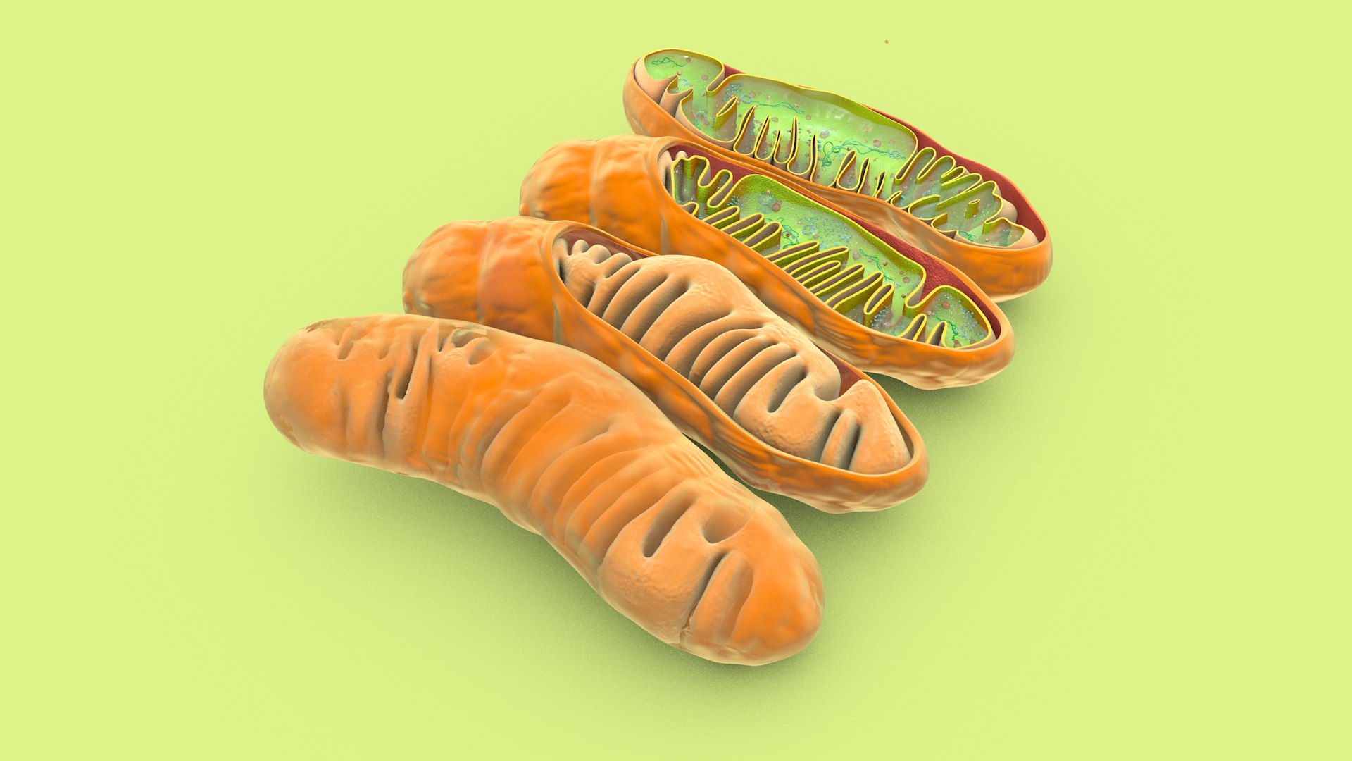 mitochondria dna ribosomes model https://p.turbosquid.com/ts-thumb/ee/E7yIKl/RB/mitohondria_image_0001/jpg/1674885015/1920x1080/fit_q87/89f4b81aa3b91b5eb0bae4debf590895d31382c3/mitohondria_image_0001.jpg