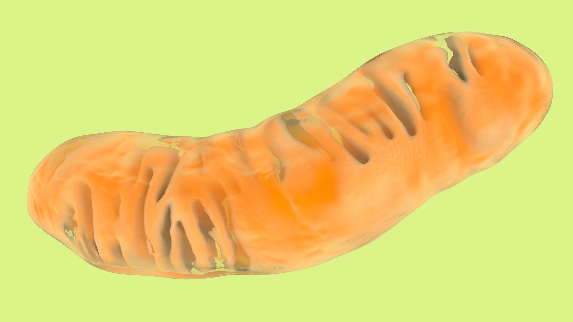 mitochondria dna ribosomes model https://p.turbosquid.com/ts-thumb/ee/E7yIKl/RD/mitohondria_image_0009/jpg/1674885028/1920x1080/fit_q87/8ea2135584b687b3f4e748952f794b4ec1b95719/mitohondria_image_0009.jpg