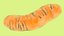 Mitochondria