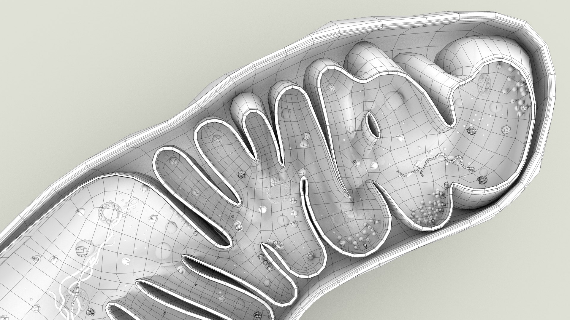 mitochondria dna ribosomes model https://p.turbosquid.com/ts-thumb/ee/E7yIKl/Sk/mitohondria_outline_0035/jpg/1674892262/1920x1080/fit_q87/508d1e37eb8a24312246460f064db0b4960d162c/mitohondria_outline_0035.jpg