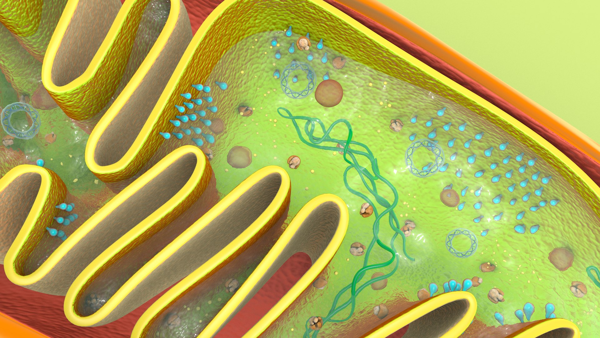 mitochondria dna ribosomes model https://p.turbosquid.com/ts-thumb/ee/E7yIKl/TV/mitohondria_image_0028/jpg/1674885053/1920x1080/fit_q87/7c149e9f48da2834afed7bbfe7c5dddd464a8406/mitohondria_image_0028.jpg
