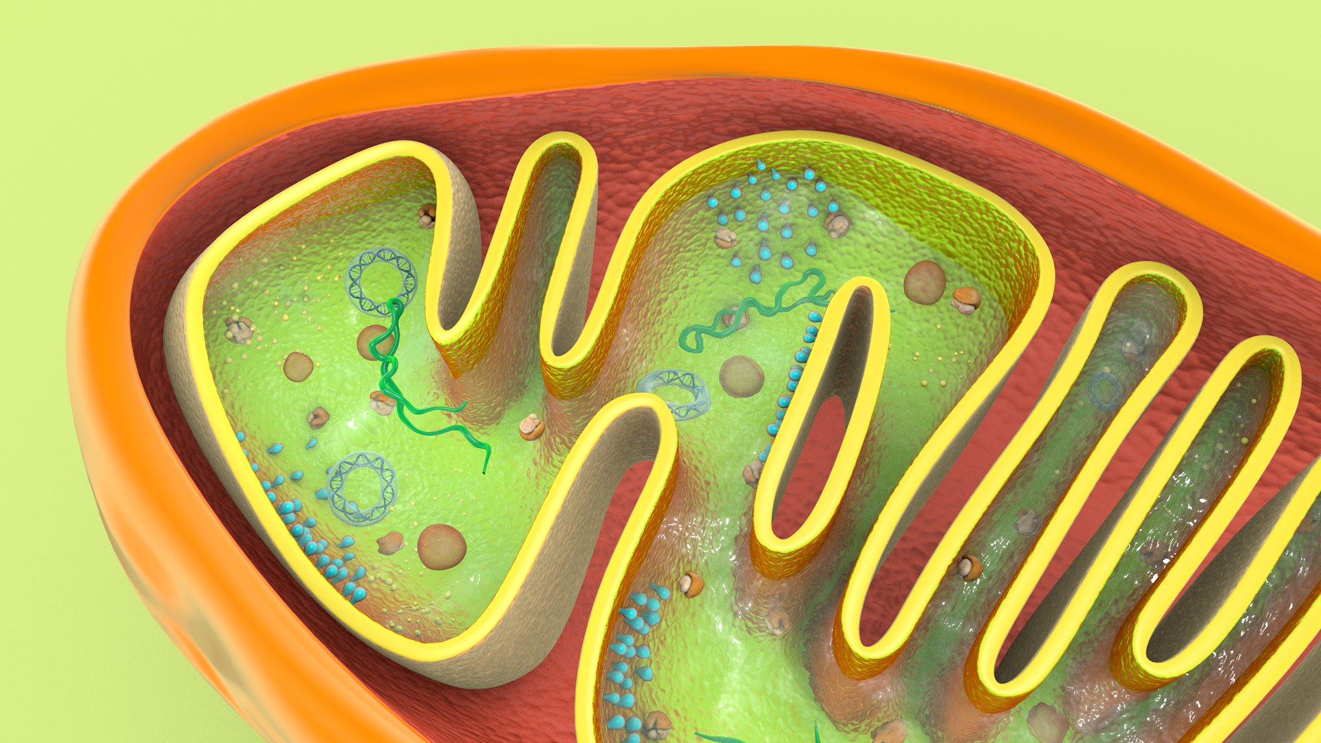 mitochondria dna ribosomes model https://p.turbosquid.com/ts-thumb/ee/E7yIKl/Tk/mitohondria_image_0027/jpg/1674885054/1920x1080/fit_q87/f3ca61bc90ea80f291669a481e5c59ba602d8de6/mitohondria_image_0027.jpg