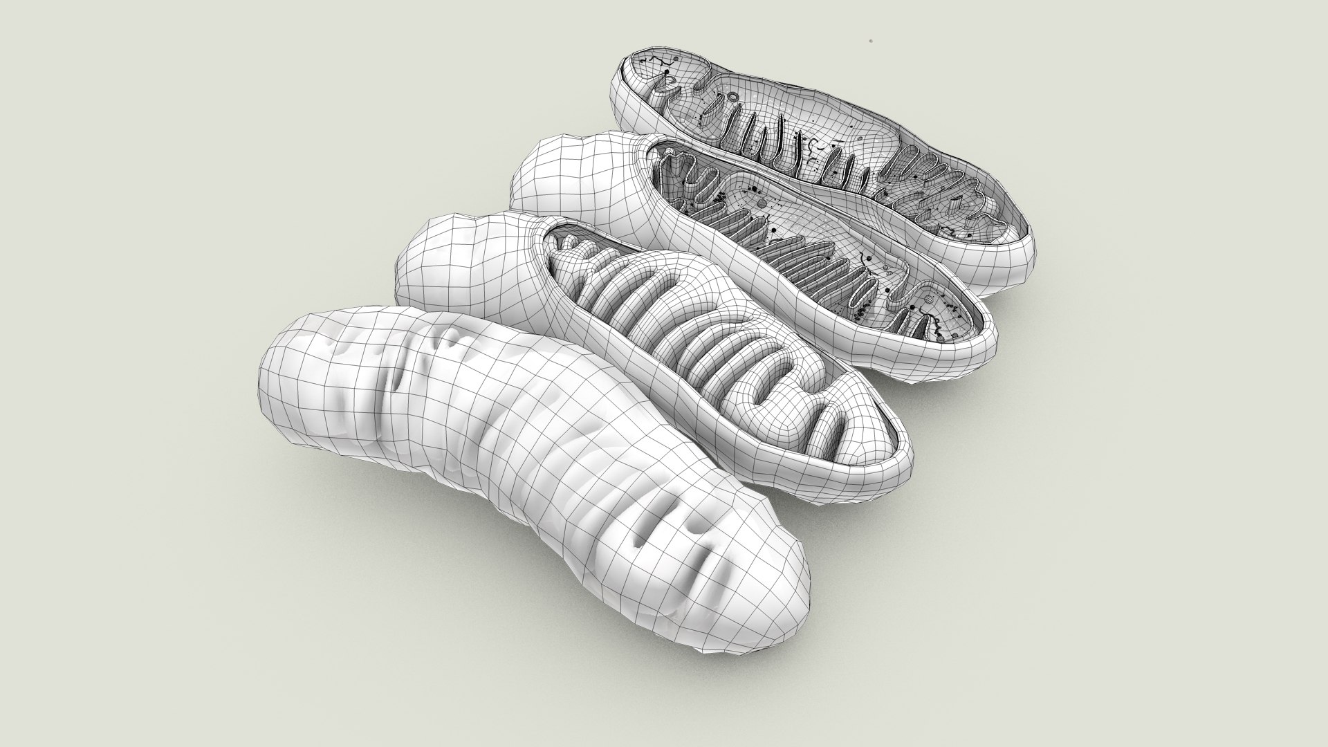 mitochondria dna ribosomes model https://p.turbosquid.com/ts-thumb/ee/E7yIKl/UA/mitohondria_outline_0001/jpg/1674892226/1920x1080/fit_q87/f8b141e7b1bc4359002ce30788838e0ee89934d4/mitohondria_outline_0001.jpg