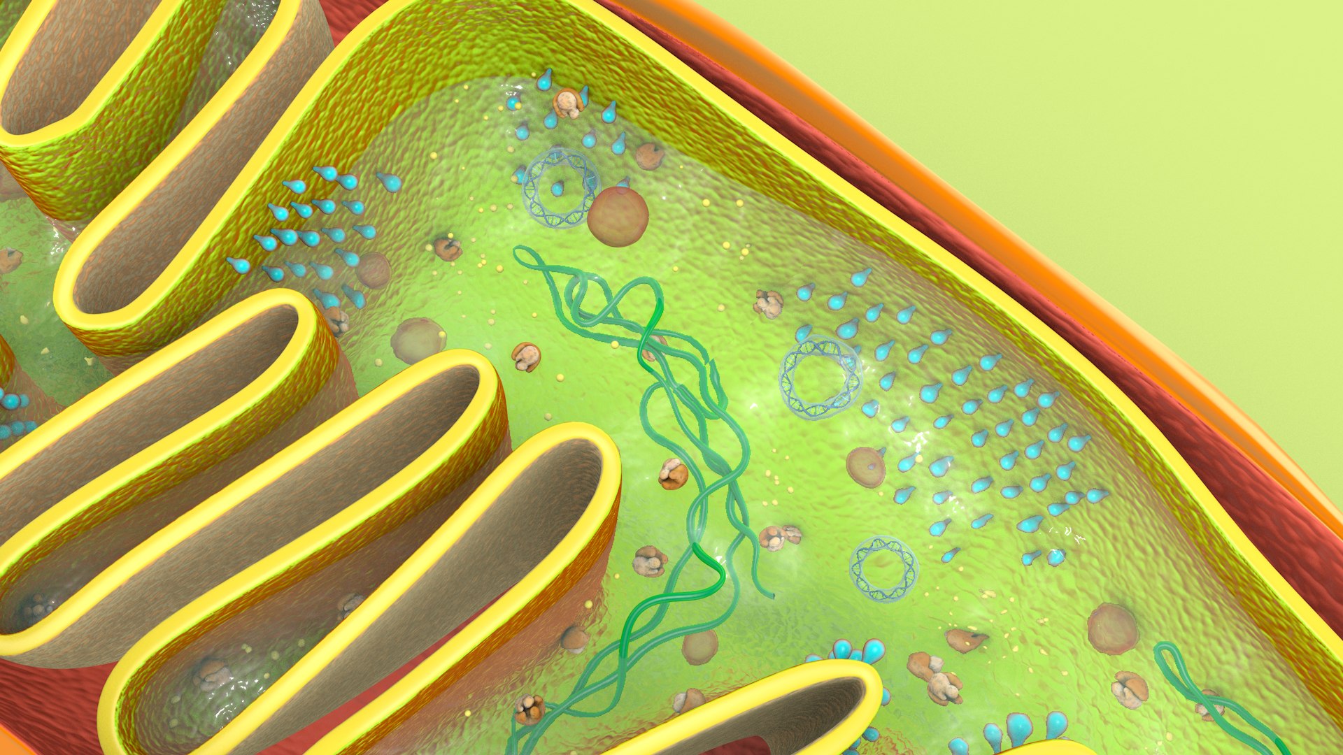 mitochondria dna ribosomes model https://p.turbosquid.com/ts-thumb/ee/E7yIKl/V7/mitohondria_image_0026/jpg/1674885050/1920x1080/fit_q87/290691cdb135d083ba633d0033886a85c7989d78/mitohondria_image_0026.jpg