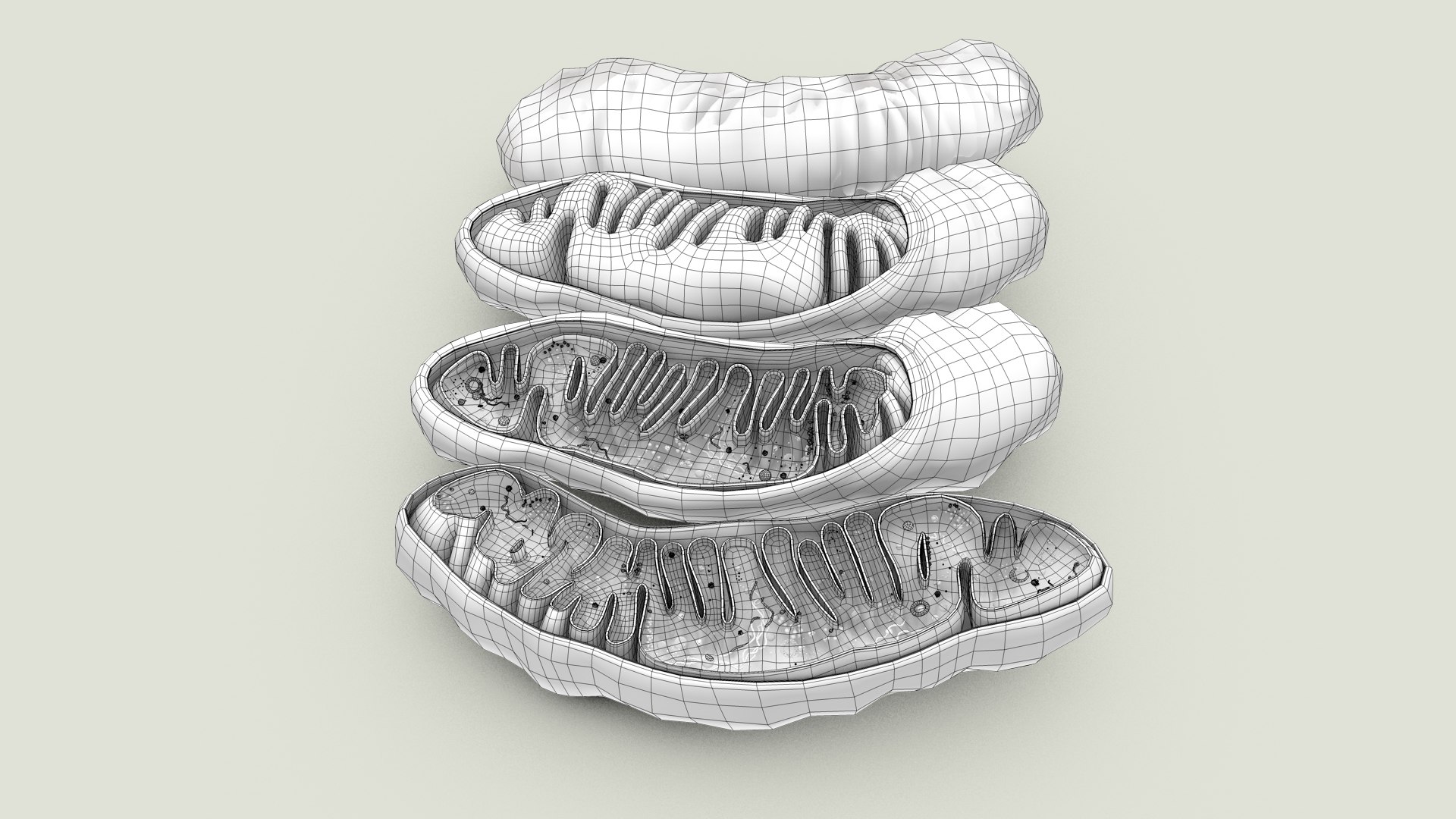 mitochondria dna ribosomes model https://p.turbosquid.com/ts-thumb/ee/E7yIKl/XP/mitohondria_outline_0003/jpg/1674892228/1920x1080/fit_q87/bf87fea2bddb79902514460364a1c7f142ecadff/mitohondria_outline_0003.jpg