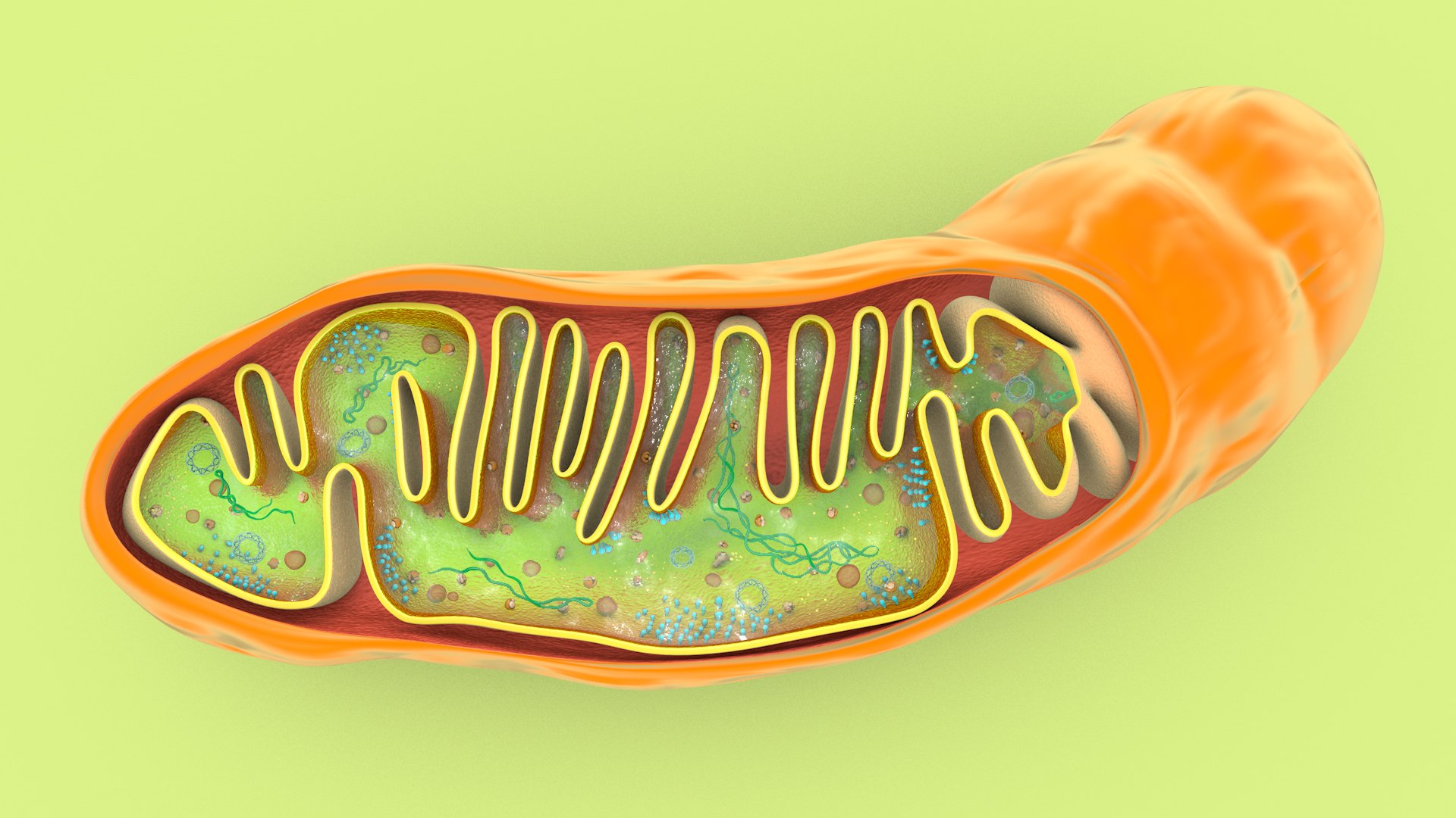 mitochondria dna ribosomes model https://p.turbosquid.com/ts-thumb/ee/E7yIKl/Z3/mitohondria_image_0019/jpg/1674885040/1920x1080/fit_q87/1d43d4714e291137f2447d43976be9e5857dd947/mitohondria_image_0019.jpg