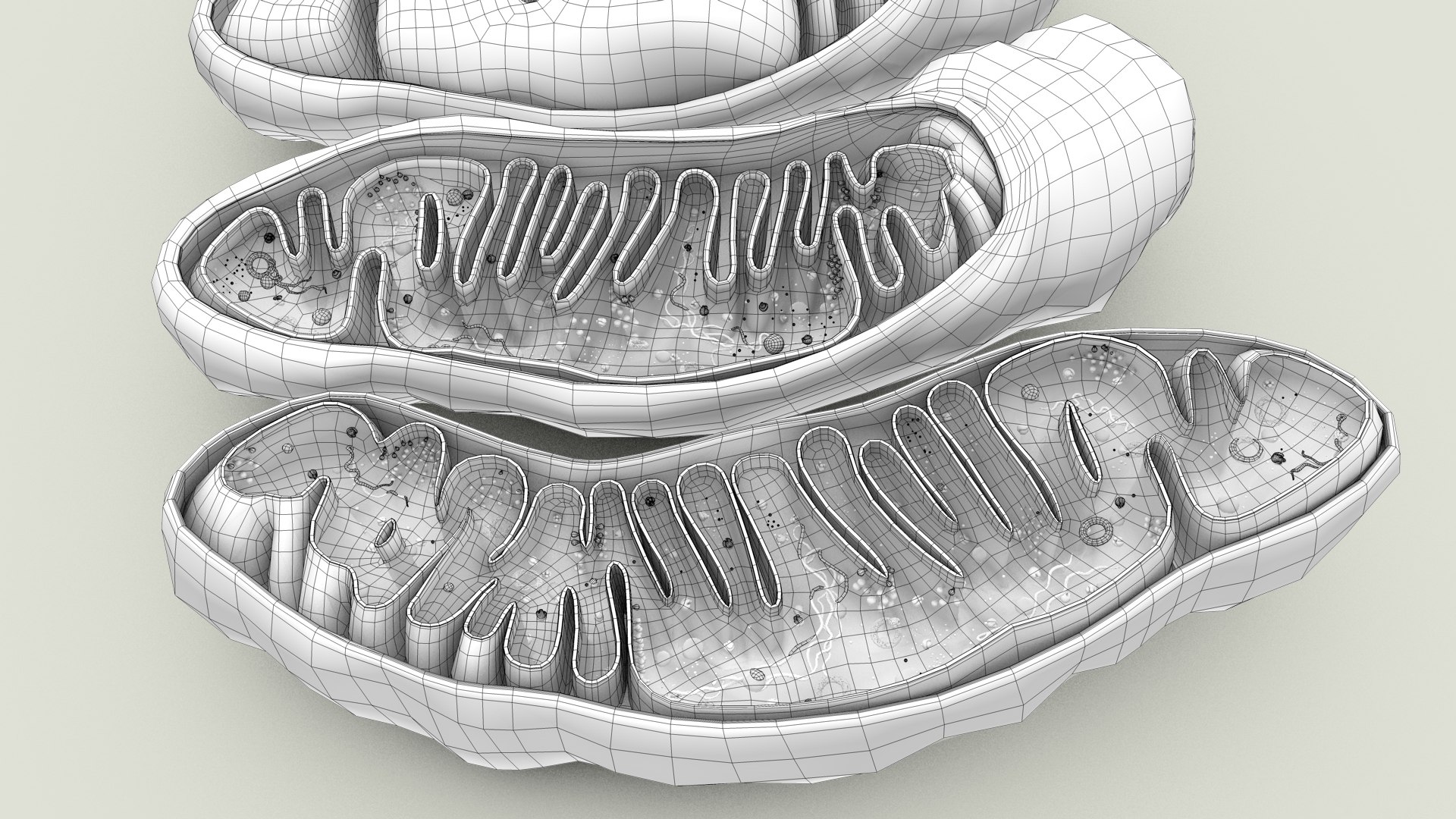 mitochondria dna ribosomes model https://p.turbosquid.com/ts-thumb/ee/E7yIKl/aN/mitohondria_outline_0007/jpg/1674892233/1920x1080/fit_q87/4e4a1e30a5c6754577c623e96e06b56a9f47da24/mitohondria_outline_0007.jpg