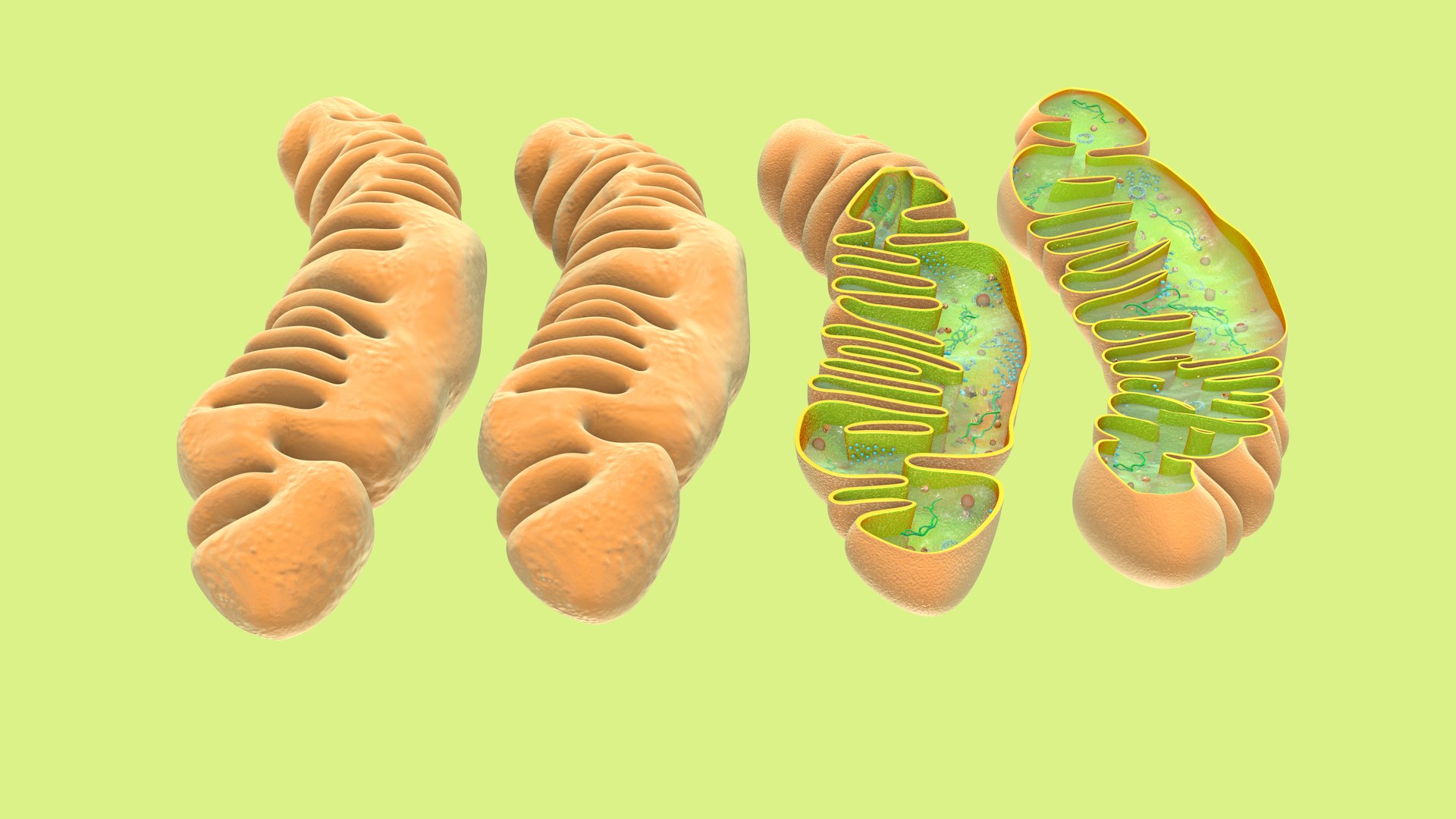 mitochondria dna ribosomes model https://p.turbosquid.com/ts-thumb/ee/E7yIKl/b1/mitohondria_only_inside_0004/jpg/1674891943/1920x1080/fit_q87/6ad2471e1df3573daa745c37ca9066b0db510218/mitohondria_only_inside_0004.jpg