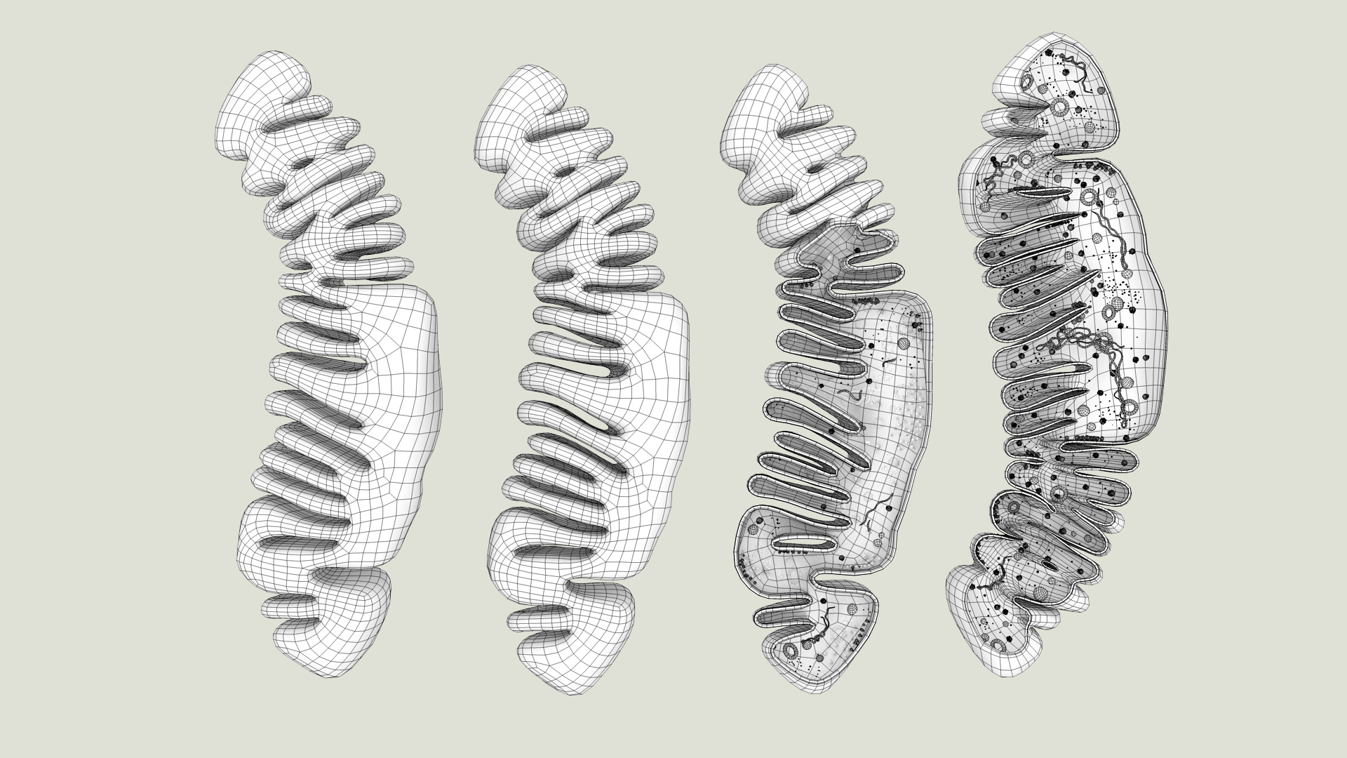mitochondria dna ribosomes model https://p.turbosquid.com/ts-thumb/ee/E7yIKl/bk/mitohondria_saparate_out_in/jpg/1674881230/1920x1080/turn_fit_q99/7e98b3b89616d6f4d4e1d3fa544faf26f3edc32a/mitohondria_saparate_out_in-1.jpg