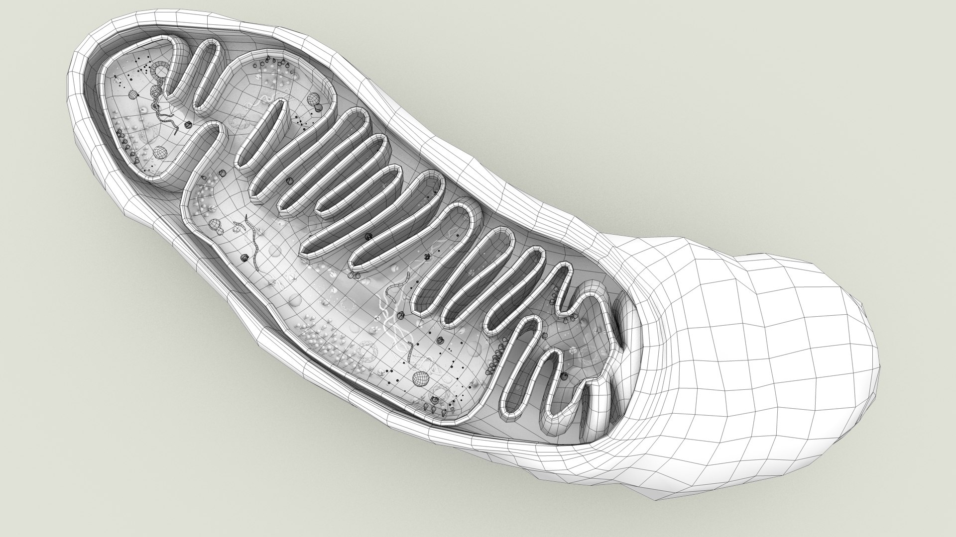 mitochondria dna ribosomes model https://p.turbosquid.com/ts-thumb/ee/E7yIKl/bo/mitohondria_outline_0030/jpg/1674892255/1920x1080/fit_q87/48da8c508f15de157bca6ad487015453aeb76365/mitohondria_outline_0030.jpg