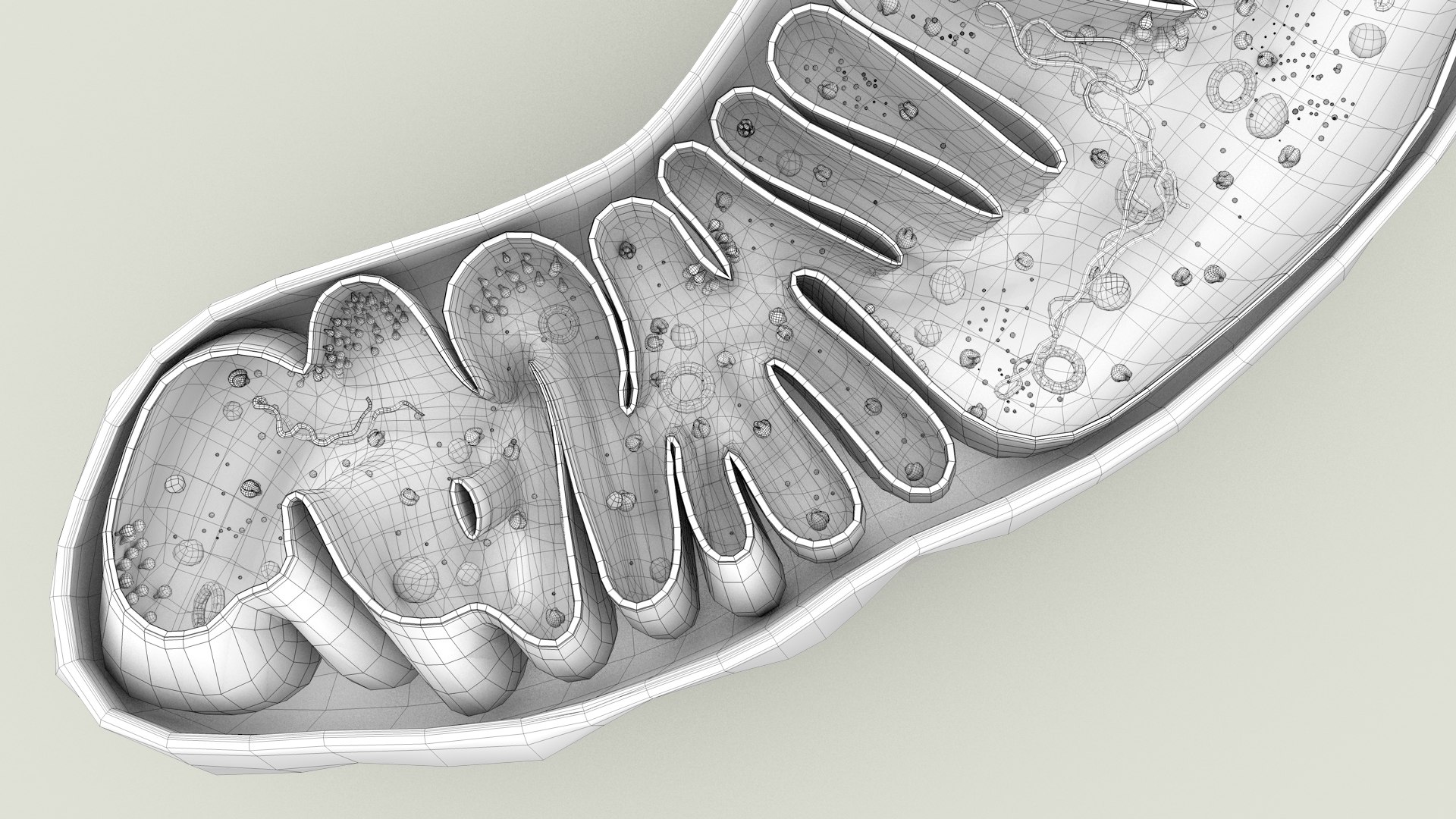 mitochondria dna ribosomes model https://p.turbosquid.com/ts-thumb/ee/E7yIKl/cD/mitohondria_outline_0042/jpg/1674892271/1920x1080/fit_q87/d681e536638d2e792658303ceab6ee65301a6ae8/mitohondria_outline_0042.jpg