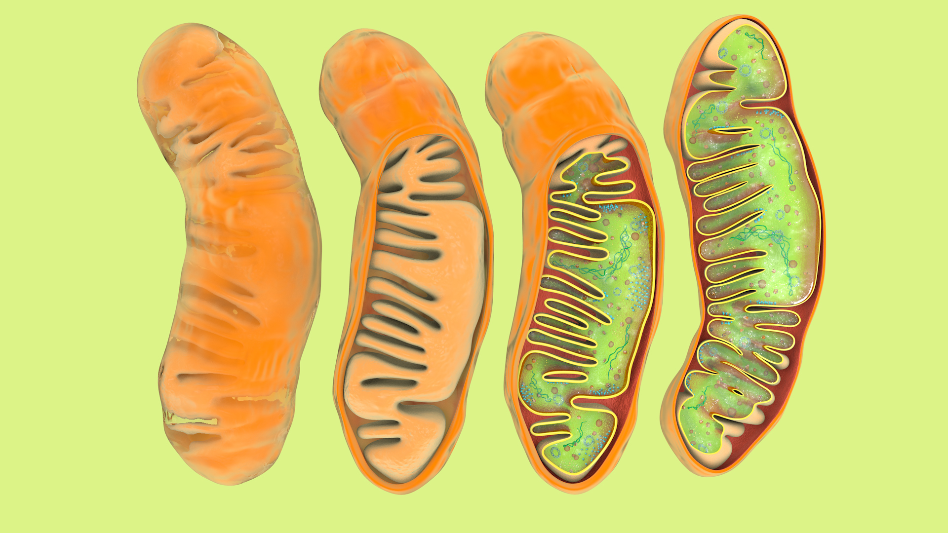 mitochondria dna ribosomes model https://p.turbosquid.com/ts-thumb/ee/E7yIKl/d0/mitohondria_saparate/jpg/1674864118/1920x1080/turn_fit_q99/5bd6de28218f70c5354c72d96ecc4b80a269d25c/mitohondria_saparate-1.jpg