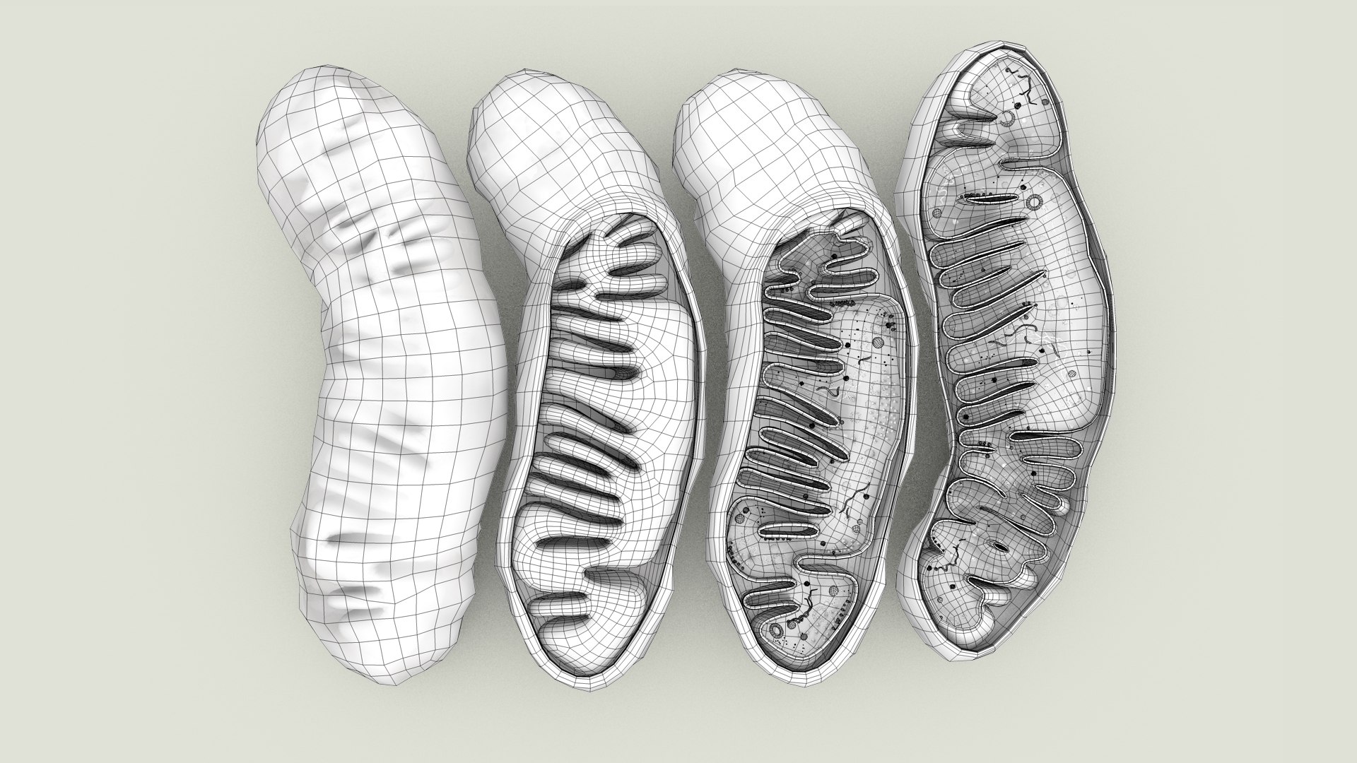 mitochondria dna ribosomes model https://p.turbosquid.com/ts-thumb/ee/E7yIKl/dQ/mitohondria_outline_0000/jpg/1674892230/1920x1080/fit_q87/c13603208c255c4126bffa680edac0b57d1e1a55/mitohondria_outline_0000.jpg