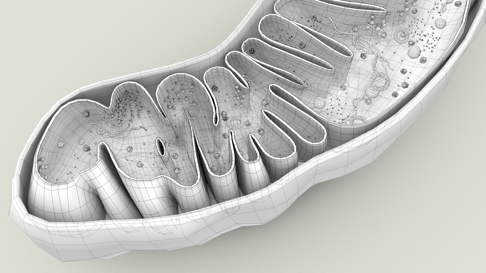 mitochondria dna ribosomes model https://p.turbosquid.com/ts-thumb/ee/E7yIKl/ds/mitohondria_outline_0038/jpg/1674892266/1920x1080/fit_q87/b36060838d85543e96d10e3918e914d032d6b216/mitohondria_outline_0038.jpg