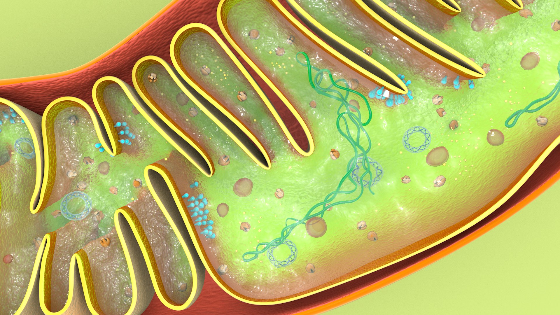 mitochondria dna ribosomes model https://p.turbosquid.com/ts-thumb/ee/E7yIKl/fn/mitohondria_image_0041/jpg/1674885075/1920x1080/fit_q87/f05fbe3775a2fedd548414eeebe8ca7f56f09151/mitohondria_image_0041.jpg
