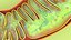 Mitochondria