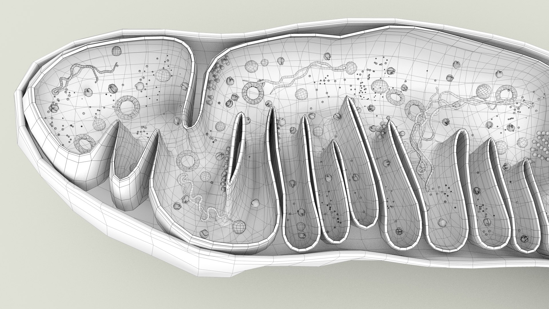 mitochondria dna ribosomes model https://p.turbosquid.com/ts-thumb/ee/E7yIKl/ft/mitohondria_outline_0036/jpg/1674892264/1920x1080/fit_q87/ffac5c0ea6b4f7298ff82719a6c652faf0dab933/mitohondria_outline_0036.jpg