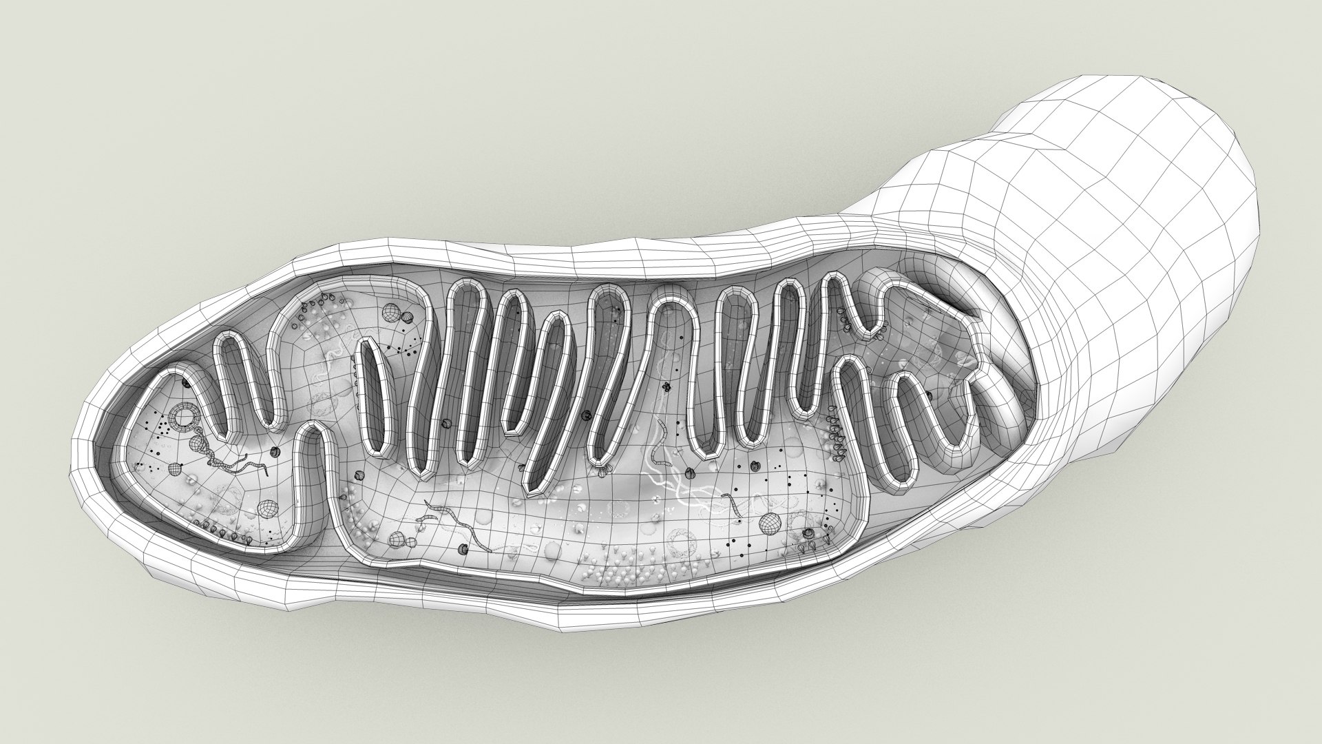 mitochondria dna ribosomes model https://p.turbosquid.com/ts-thumb/ee/E7yIKl/fx/mitohondria_outline_0019/jpg/1674892244/1920x1080/fit_q87/776c65102ca076dd23025ff0ad86cc209a5f3738/mitohondria_outline_0019.jpg