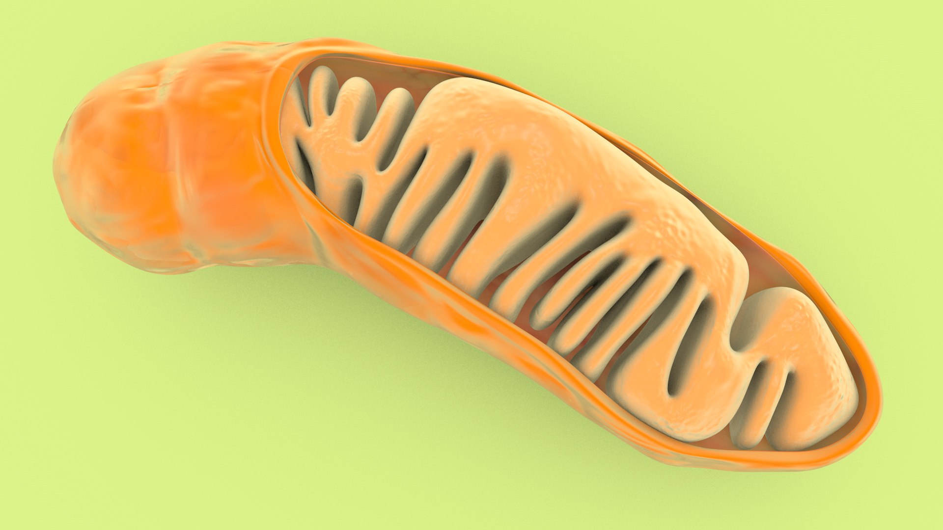 mitochondria dna ribosomes model https://p.turbosquid.com/ts-thumb/ee/E7yIKl/gt/mitohondria_image_0013/jpg/1674885033/1920x1080/fit_q87/e6028357eab36a9d6c584a8c87e41a687ce4c3a4/mitohondria_image_0013.jpg