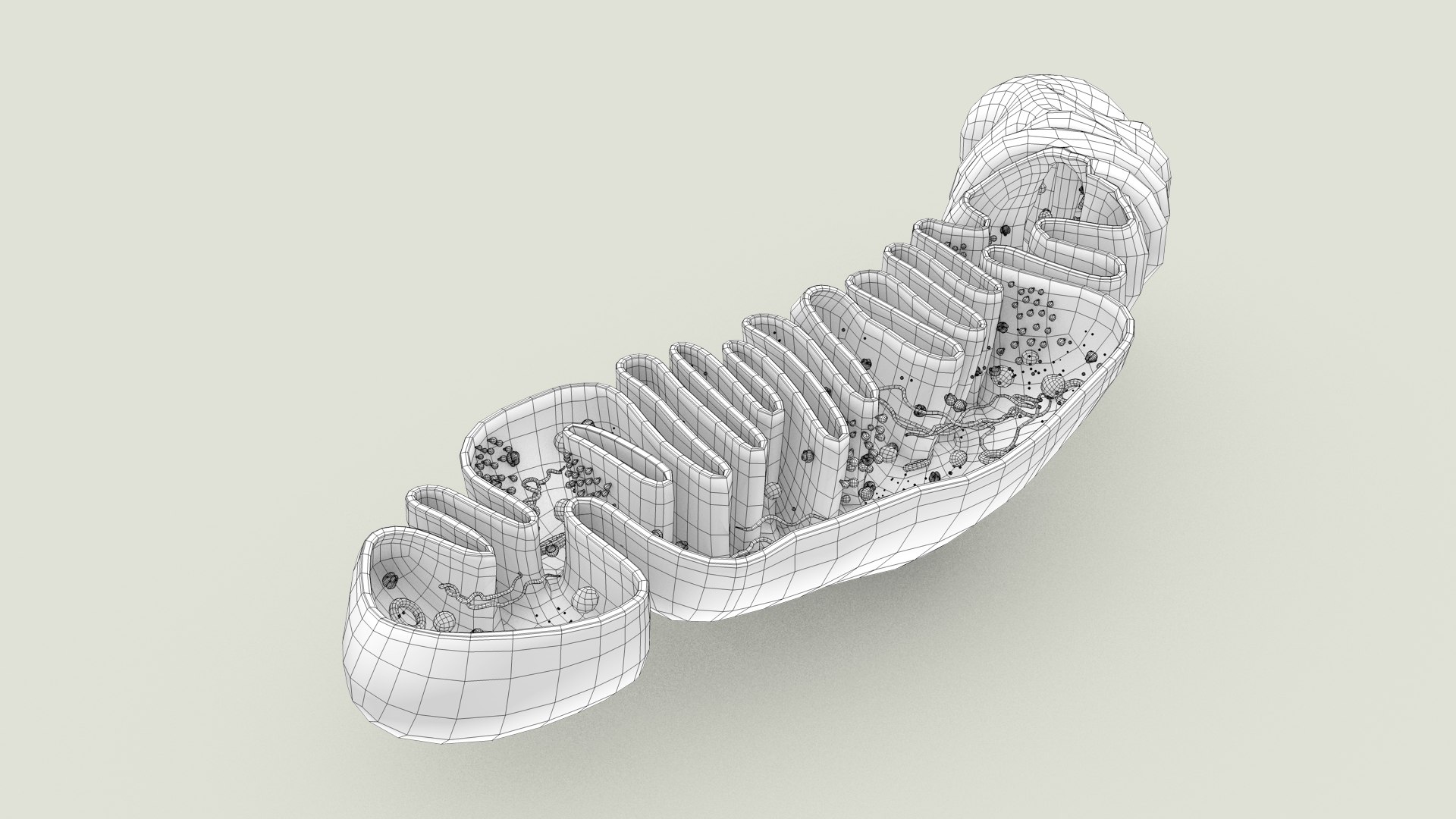 mitochondria dna ribosomes model https://p.turbosquid.com/ts-thumb/ee/E7yIKl/jl/mitohondria_inside_0025/jpg/1674941356/1920x1080/fit_q87/a9aa85051367df079afb9147cb6fc1f56c0fbe64/mitohondria_inside_0025.jpg