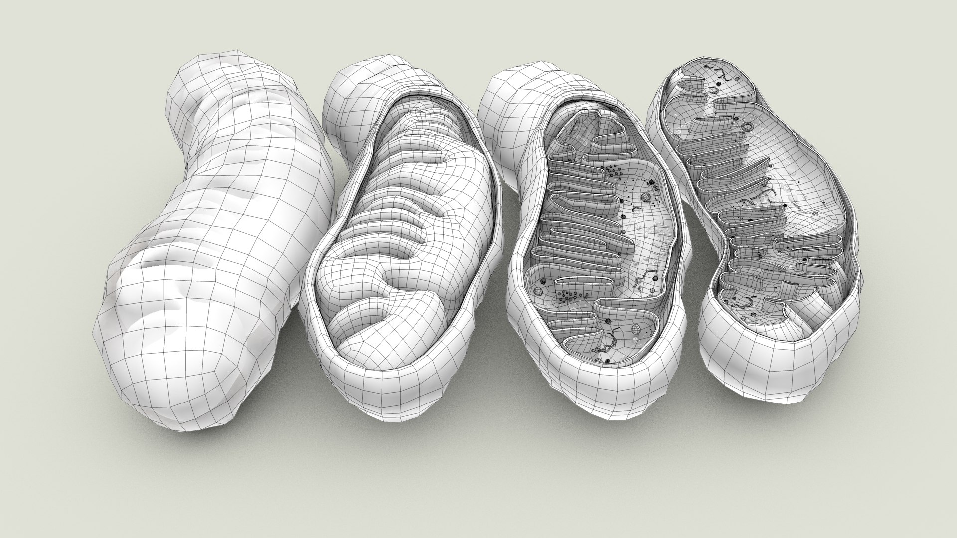 mitochondria dna ribosomes model https://p.turbosquid.com/ts-thumb/ee/E7yIKl/jn/mitohondria_outline_0004/jpg/1674892231/1920x1080/fit_q87/f459dc1b9a8b19ff8d3d45ab9ef63e1a0559583a/mitohondria_outline_0004.jpg