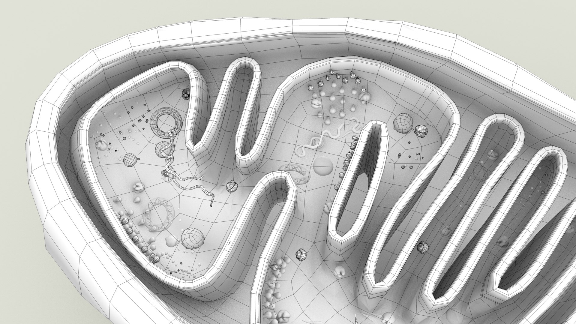 mitochondria dna ribosomes model https://p.turbosquid.com/ts-thumb/ee/E7yIKl/jt/mitohondria_outline_0027/jpg/1674892252/1920x1080/fit_q87/4f683c4c1a333d056c43e22c7a1001be1372dfc2/mitohondria_outline_0027.jpg