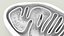 Mitochondria