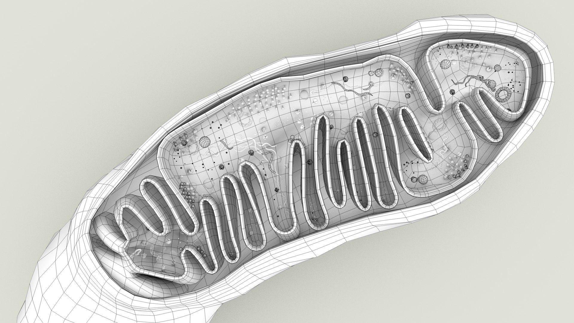 mitochondria dna ribosomes model https://p.turbosquid.com/ts-thumb/ee/E7yIKl/kX/mitohondria_outline_0024/jpg/1674892248/1920x1080/fit_q87/76a503e2f63efa28d950d9b2e59fe7434e4504b0/mitohondria_outline_0024.jpg